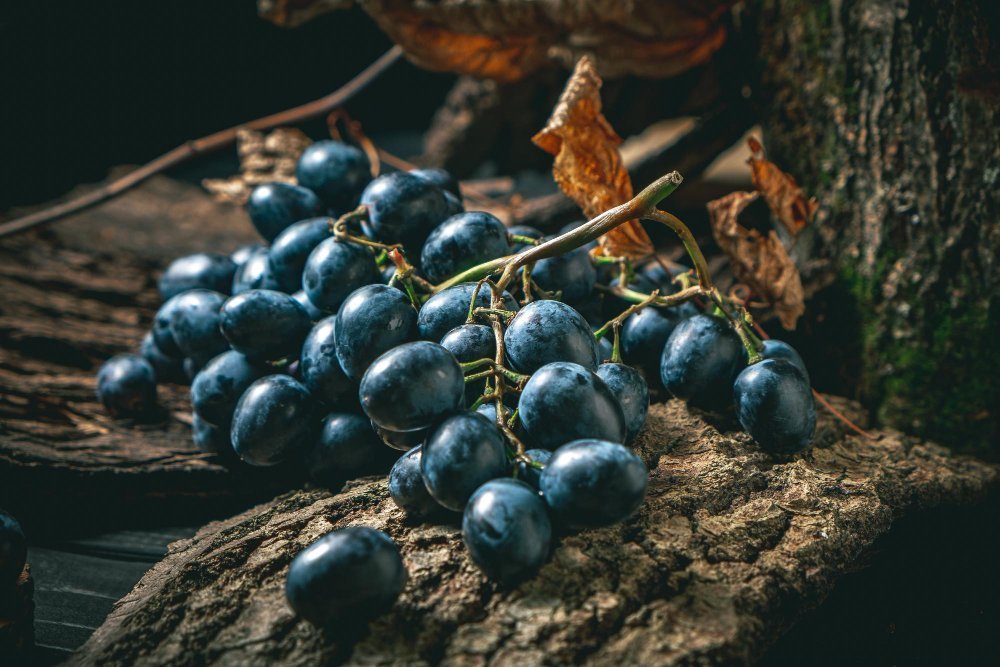 Сорт винограда Мерло: история и страны