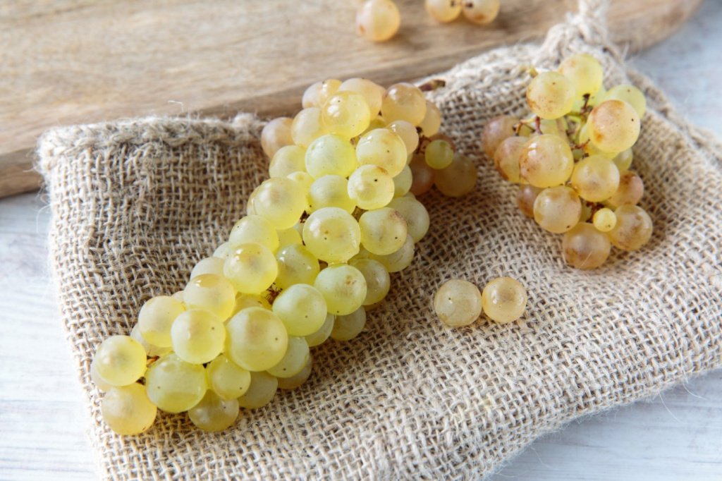 Альбариньо — гордость Галисии