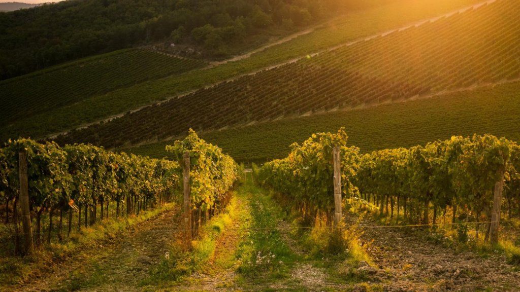 Бургундские вина и их классификация