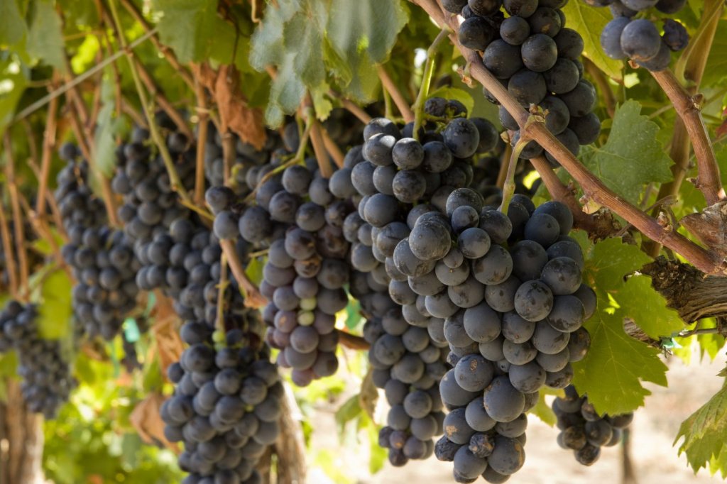 Сорт винограда Гарнача (Гренаш) и его история
