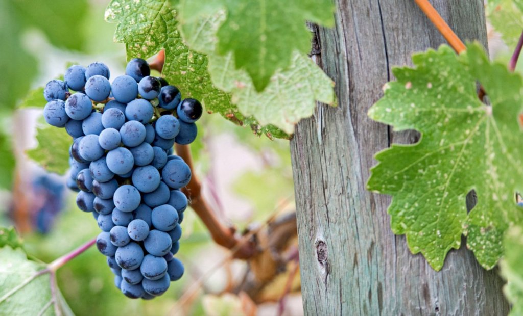 7 ноября – Международный день Мерло