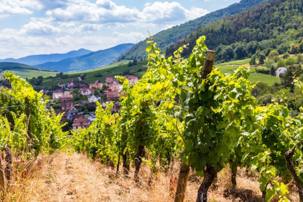 Эльзасские вина: история и их характер