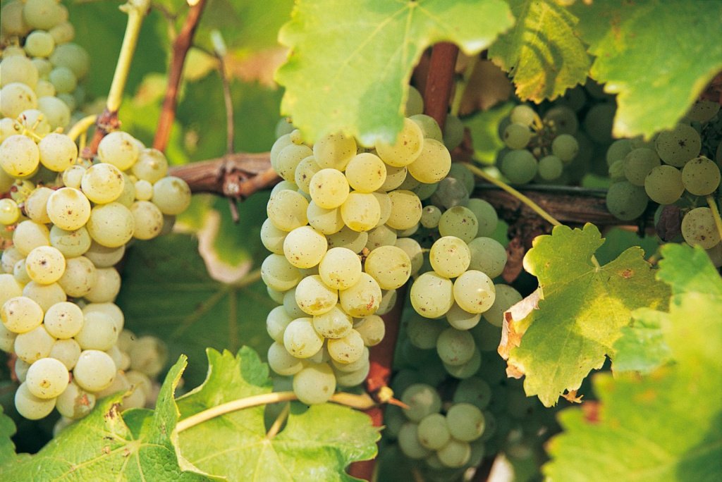 Совиньон Блан - звездный сорт белого винограда