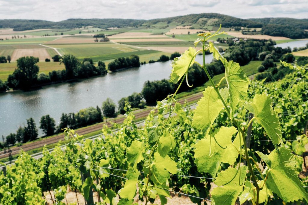 Виноделие в Венгрии: краткий обзор