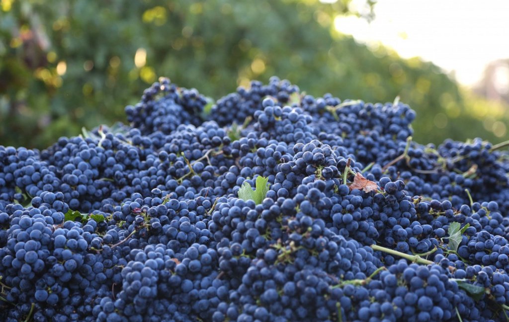 Сорт винограда Мерло: история и страны