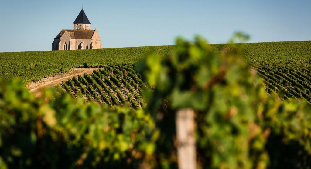 Знаменитые вина Шабли и их отличительные черты