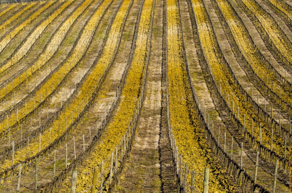Как виноделы борются с изменением климата