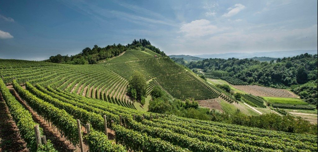 Вина Пьемонта — история, сорта винограда,  климат и почвы региона