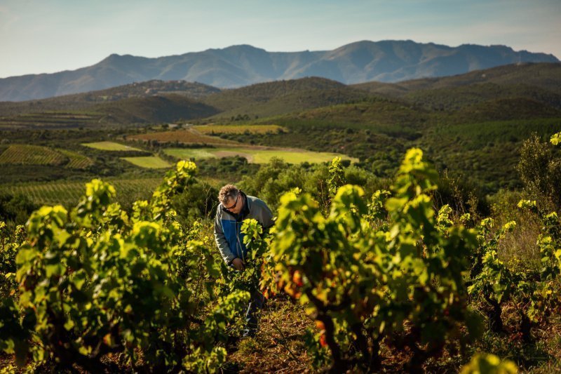 Укуси меня, Пикпуль!