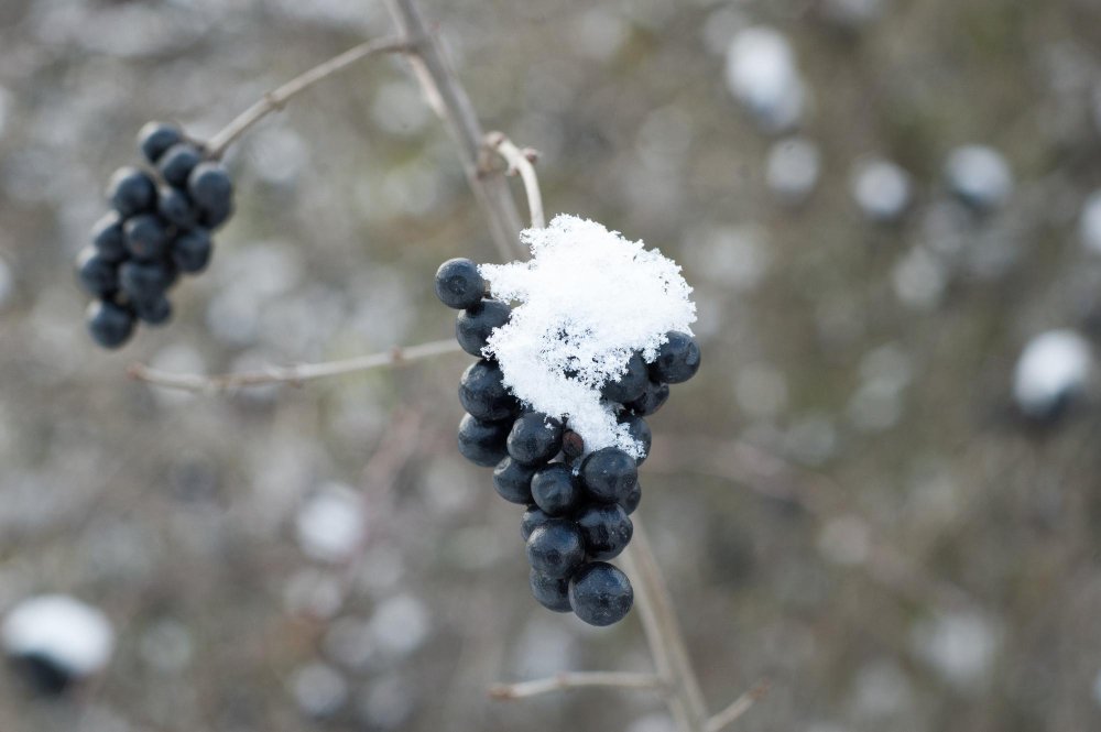 Айсвайн или “ледяное” вино - как его делают и почему оно так популярно?
