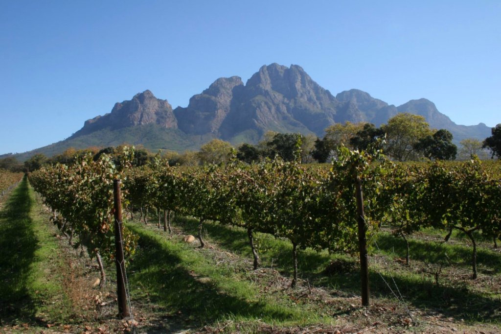 ЮАР – вторая родина сорта Шенен Блан