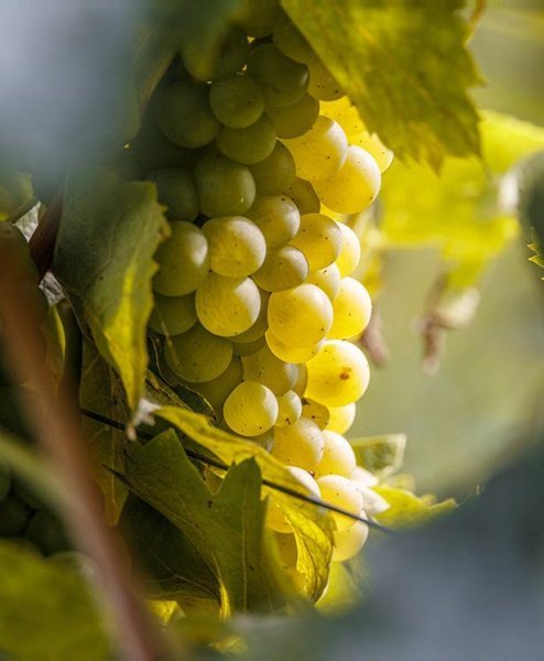 Lugana DOC – яркие и свежие белые вина