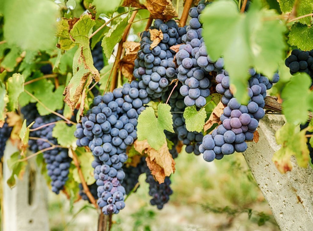Барбера – все о сорте винограда