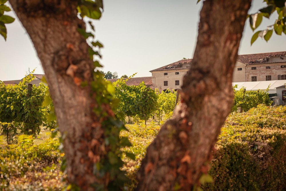 Все, что нужно знать о винах Испании