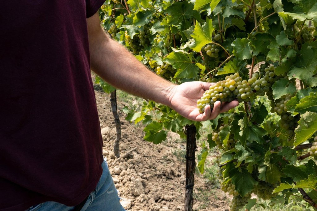 Всемирный день Вионье: рассказываем про сорт