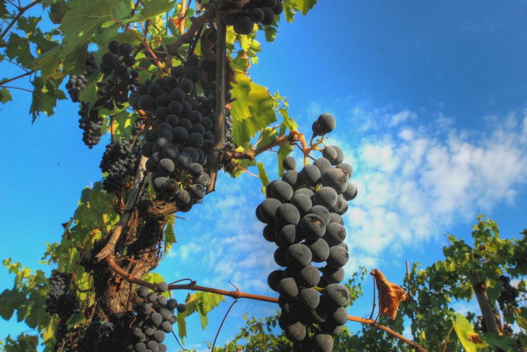 Сорт винограда и вина Санджовезе: их характер и вкус
