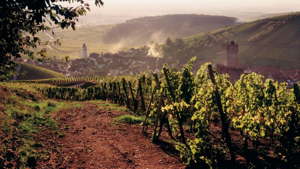 Эльзасские вина: история и их характер