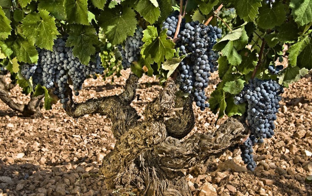 Монастрель: знакомимся с историей этого сорта винограда и его особенностями