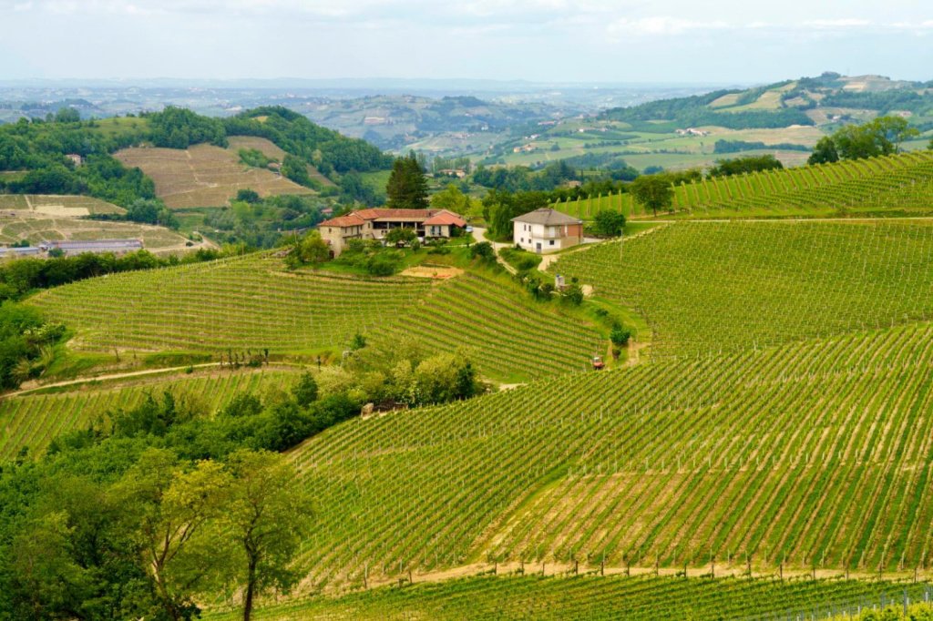 Виноделие региона Венето