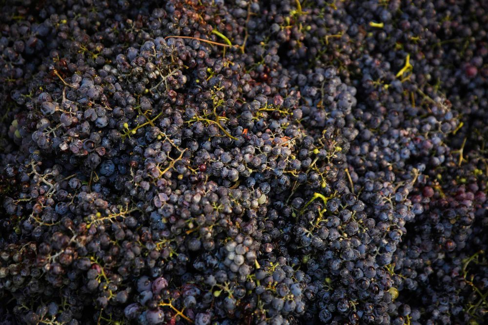 Технология и процесс производства вина. Что такое мацерация, ферментация и другие термины