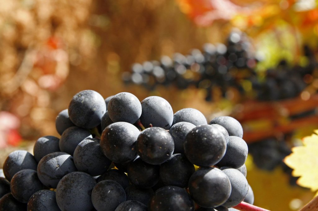 Сорт винограда Темпранильо - гордость испанцев