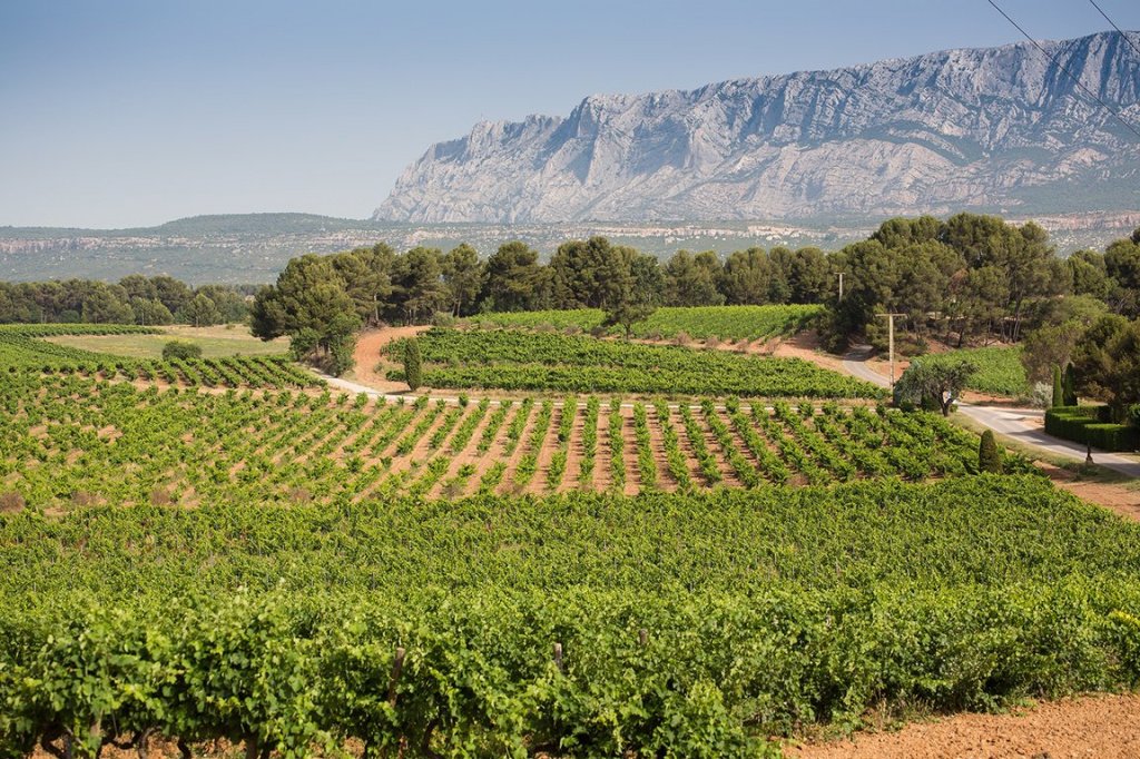 Регион Прованс: эталонные розовые вина