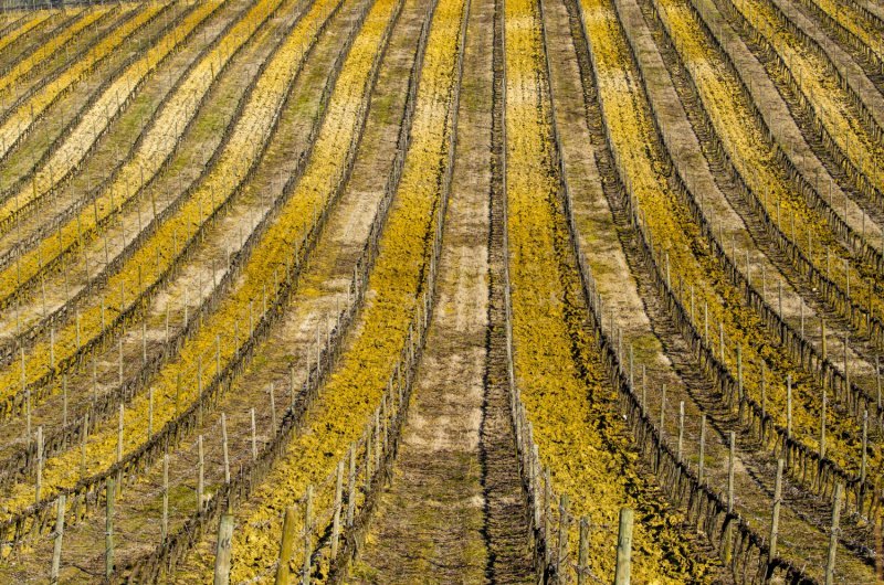 Как виноделы борются с изменением климата