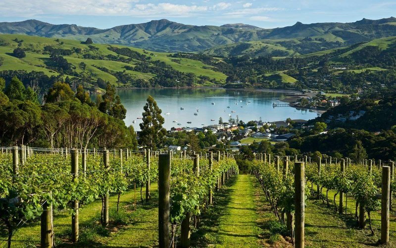 Новая Зеландия: вино и виноделие