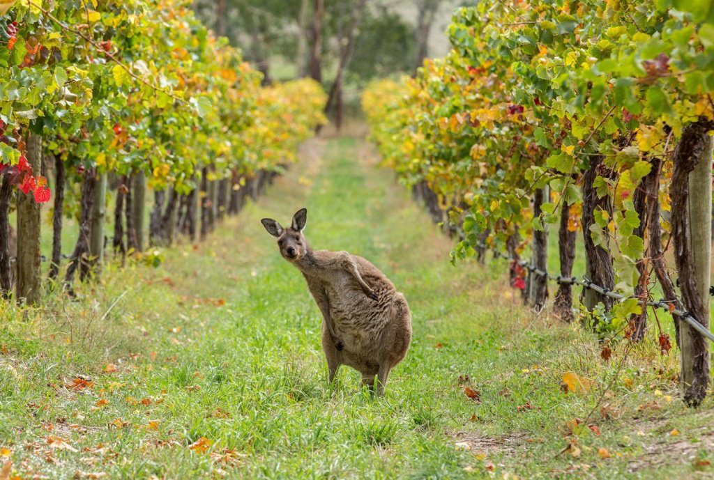 Австралийские вина и их особенности