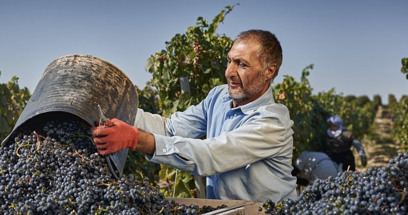 Армянские вина - все о винном тренде