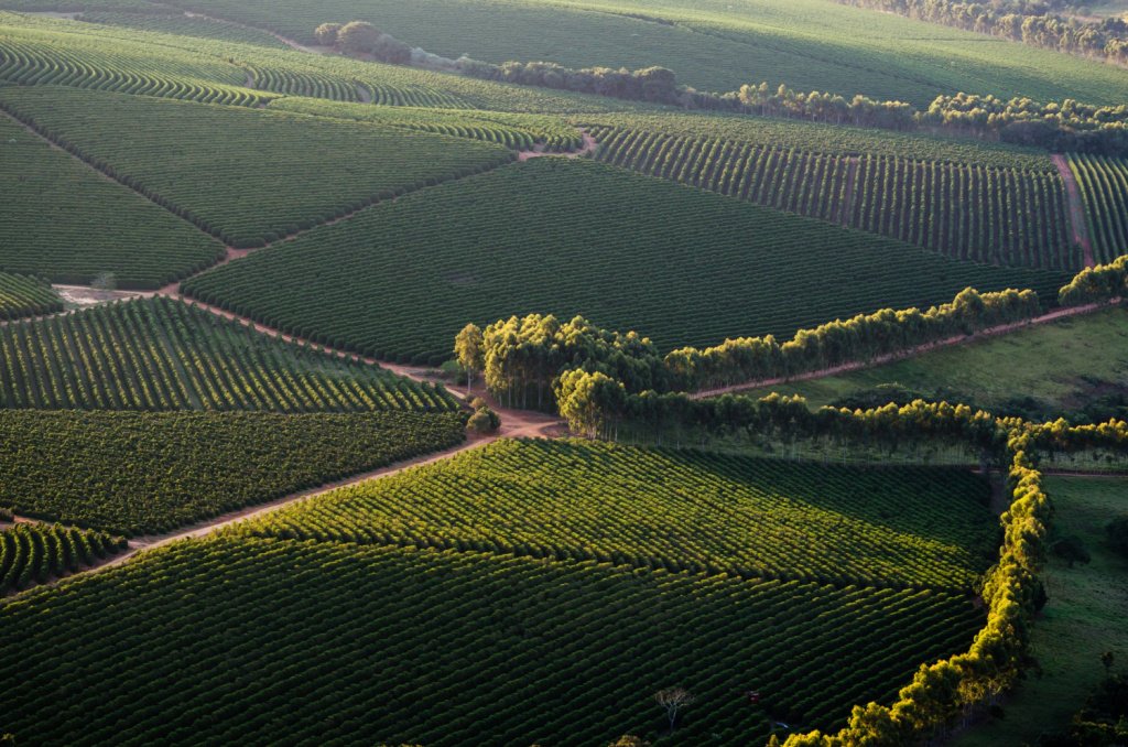 Полная карта виноградников помогает планировать сбор урожая