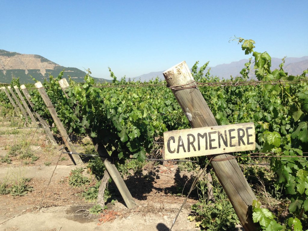 Сорт винограда Карменер стал визитной карточкой Чили