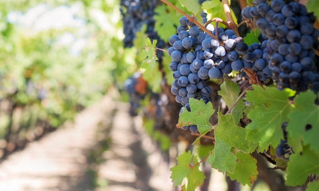 Сорт винограда Пинотаж появился в результате скрещивания Пино Нуара и Сенсо