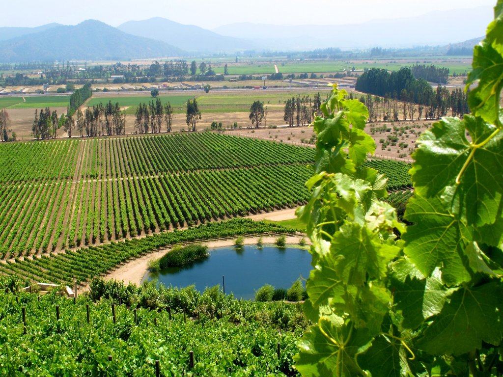 Виноделием в Чили стали заниматься лишь в 16 веке