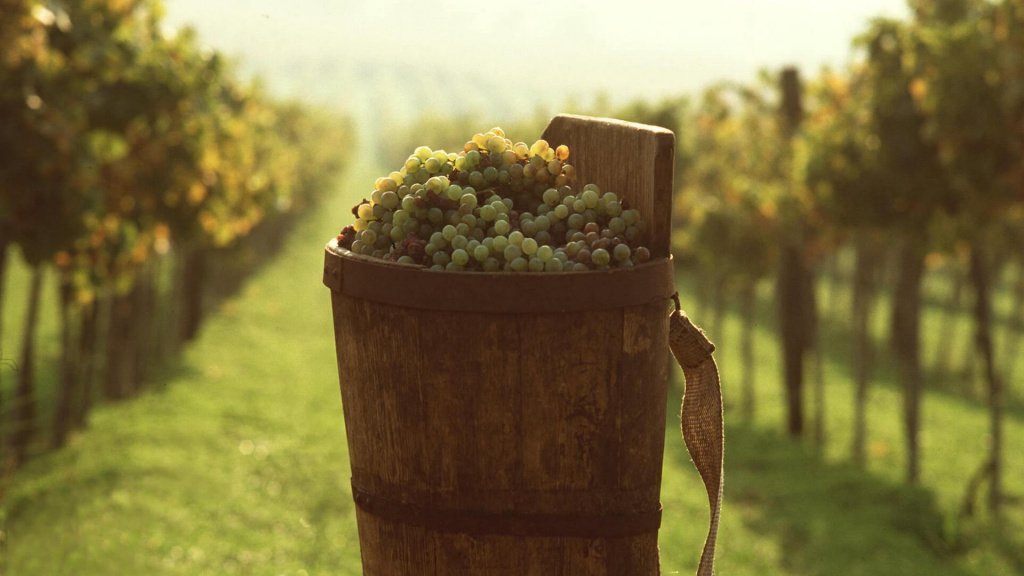 Сорт винограда Грилло изначально был предназначен для вин Марсала