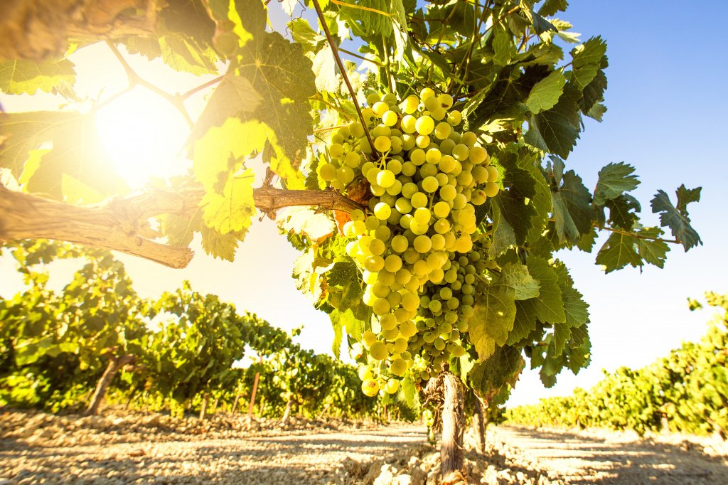 Вкусовые качества вин Совиньон Блан очень сильно зависят от географии произрастания сорта