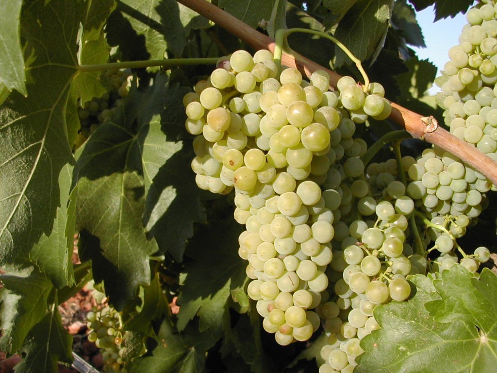 Вино Кава традиционно изготавливают из сортов винограда Макабео, Парельяда и Шарелло