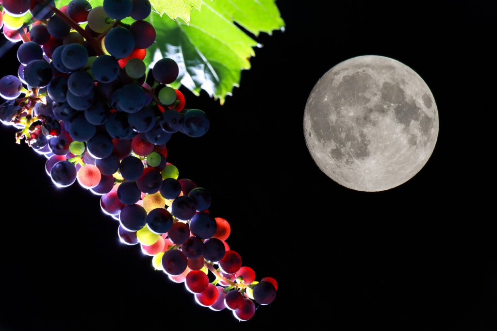 Биодинамические вина создаются согласно лунному календарю