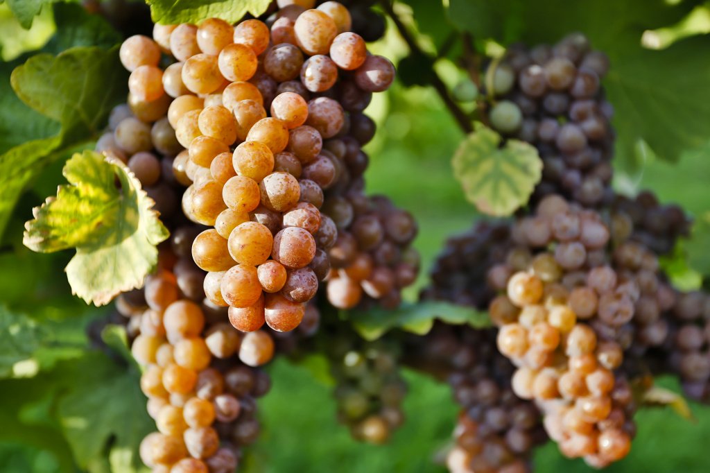 Итальянские вина из Пино Гриджио популярны во всем мире