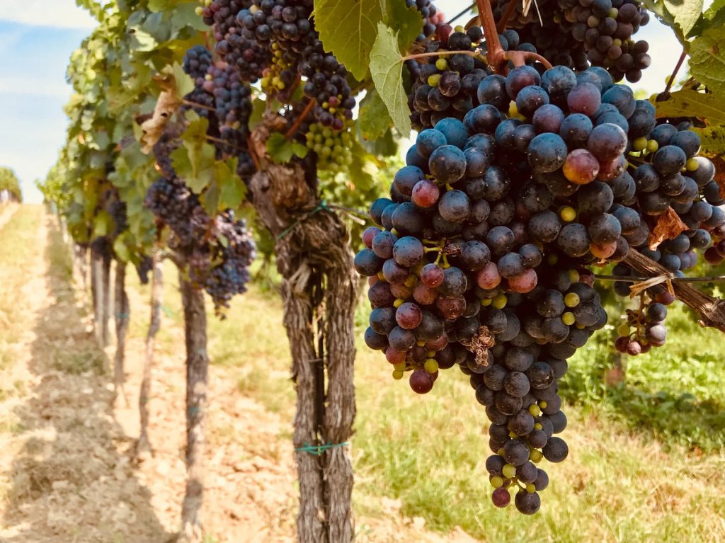 Вино Хванчкара делается из сортов винограда Александраули и Муджуретули