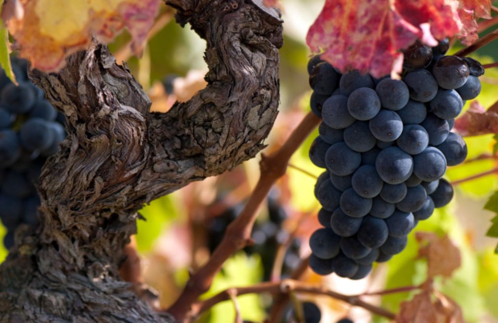 Сорт винограда Гарнача отличается высоким уровнем алкоголя
