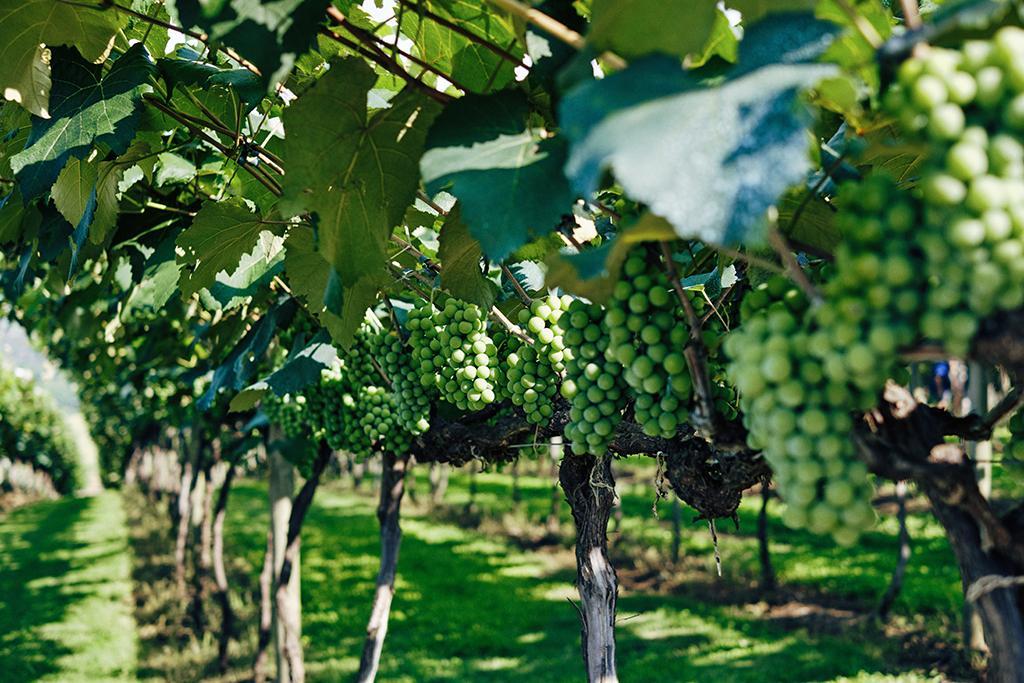 Кислотность вина зависит от сорта винограда и условий его произрастания