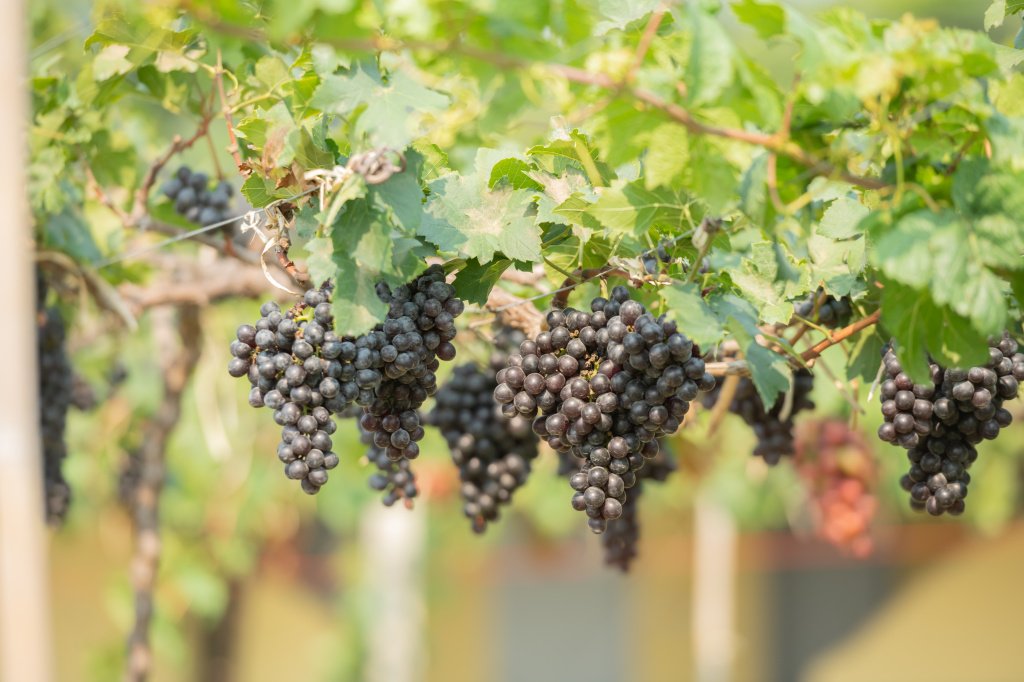 vine-bunch-white-grapes-garden-vineyard.jpg