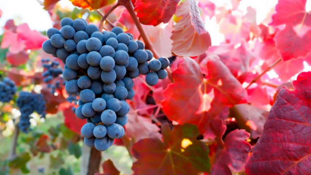 Ламбруско - это не только обозначение определенного вида игристых вин, но и группы сортов винограда