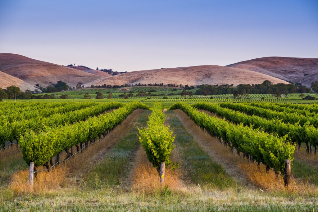 Виноделие в Австралии отличается своим географическим разнообразием