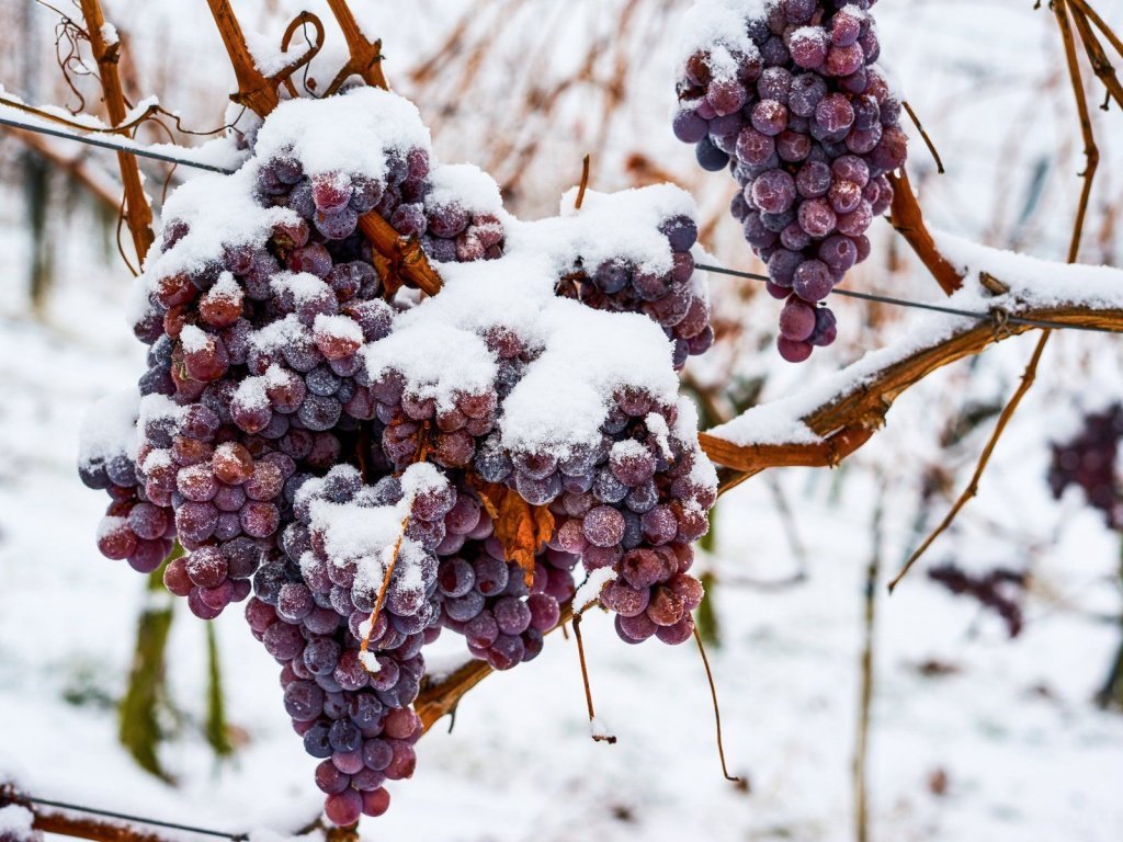 Сладкие вина Айсвайн - это представители этилы европейского виноделия, а не признак плохого вкуса