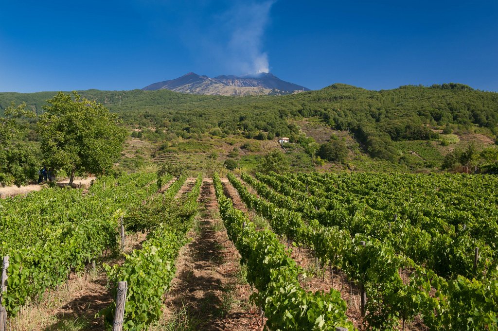 На вулкане Этна выращивают около 120 тысяч гектаров винограда