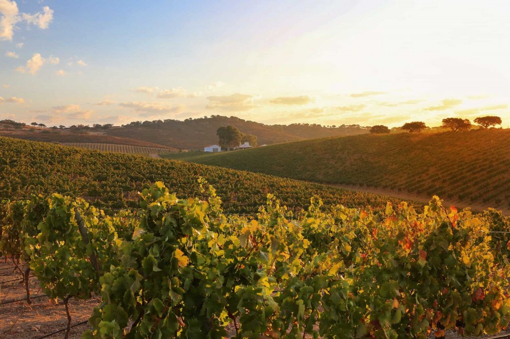 Алентежу - это крупный винодельческий регион Португалии