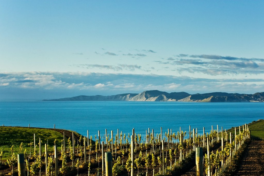 Новозеландские вина известны и популярны во всем мире благодаря своим вкусовым качествам