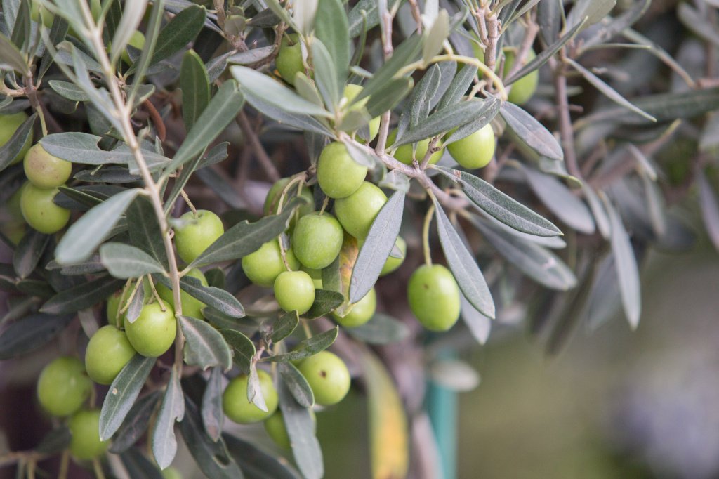 Первое оливковое дерево на территории Испании появилось в 8 веке до нашей эры